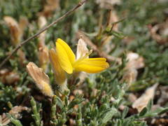 Genista pulchella