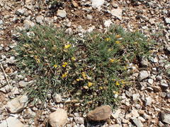 Genista pulchella