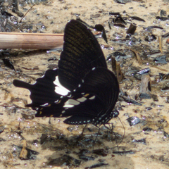 Papilio nephelus chaon