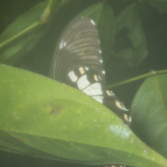 Papilio nephelus chaon