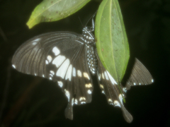 Papilio nephelus chaon