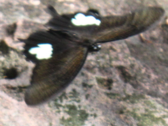 Papilio nephelus chaon