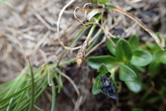 Carex pyrenaica