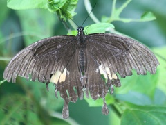 Papilio nephelus chaon