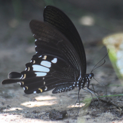 Papilio nephelus chaon