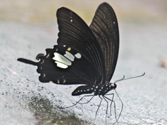 Papilio nephelus chaon