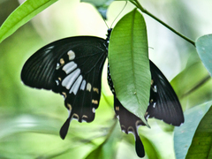 Papilio nephelus chaon