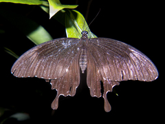 Papilio nephelus chaon