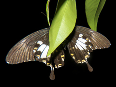 Papilio nephelus chaon
