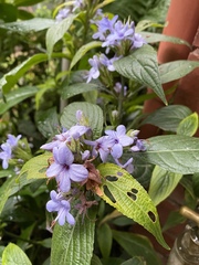 Eranthemum