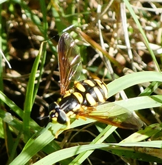 Chrysotoxum intermedium