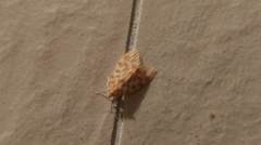 Hemipsilia coavestis