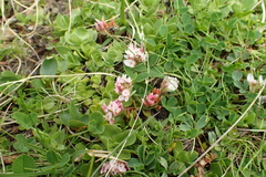 Trifolium thalii