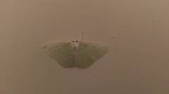 Tanaoctenia haliaria