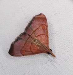 Hemiscopis sanguinea