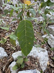 Ficus virens virens