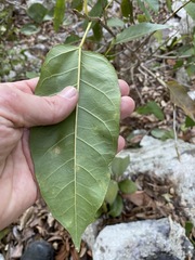 Ficus virens virens