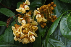 Ormosia pinnata
