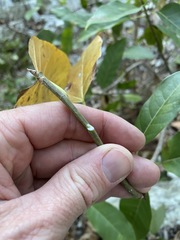 Ficus virens virens