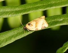 Neocalyptis liratana