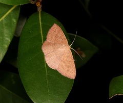 Perixera minorata