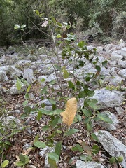 Ficus virens virens