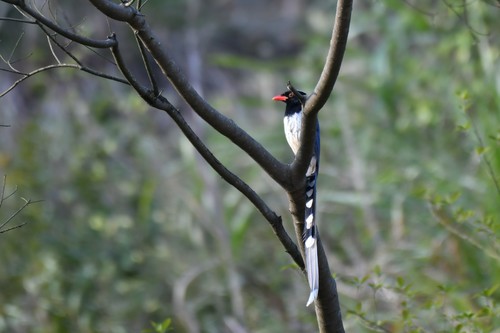 Red-billed Blue-Magpie