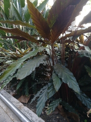 Goeppertia rufibarba