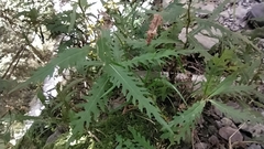 Senecio morrisonensis