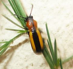 Sigrisma cylindrica