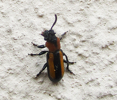 Sigrisma cylindrica