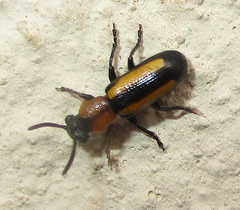 Sigrisma cylindrica