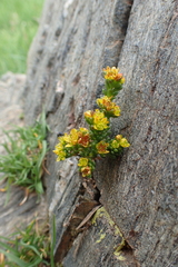 Sedum alpestre