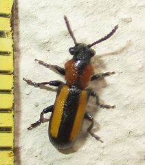 Sigrisma cylindrica
