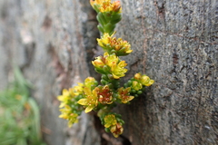Sedum alpestre