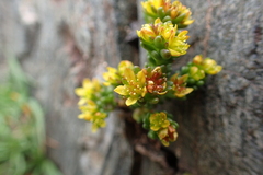 Sedum alpestre