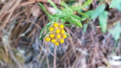 Pseudognaphalium hypoleucum