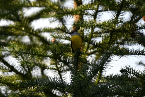 Gray-chinned Minivet