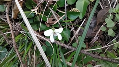 Viola adenothrix tsugitakaensis