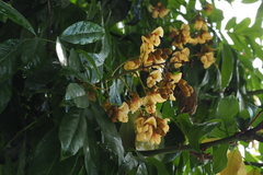 Ormosia pinnata