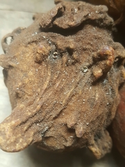 Cola lepidota