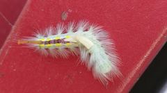 Dasychira suisharyonis