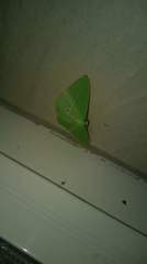 Tanaoctenia haliaria