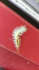 Dasychira suisharyonis