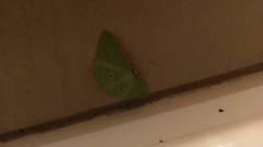 Tanaoctenia haliaria