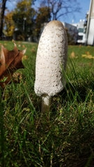 Coprinus comatus