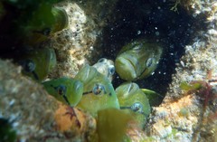 Apodichthys flavidus