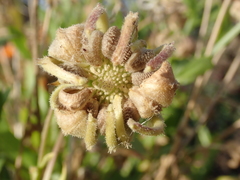 Calendula officinalis