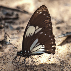 Papilio paradoxa