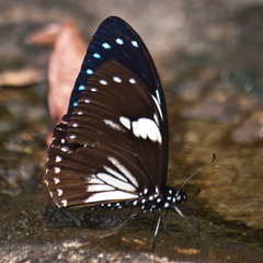 Papilio paradoxa